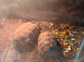 Two red foot tortoises