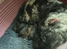 Beautiful cockapoo puppies