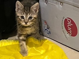 One female kitten left