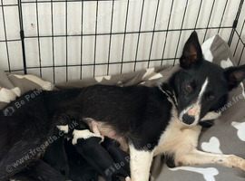 Last border collie girl left
