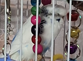 White, blue budgie with black markings.