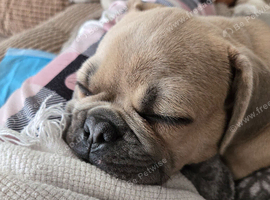 Frug for sale