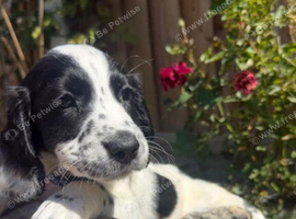 Beautiful puppies