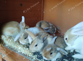6 baby lops