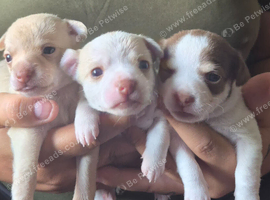 3 beautiful chihuahua puppys