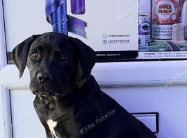 Female cane corso pup