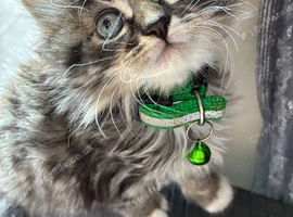 Maine coon