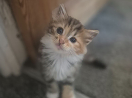 3/4 maine coon kittens