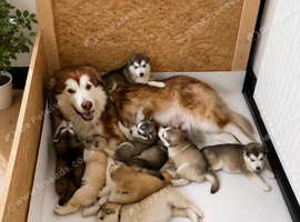 Pedigree pure Malamute Puppies