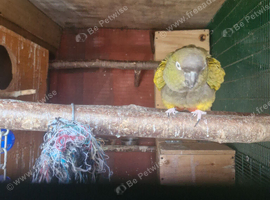 Breeding pair patagonion conures