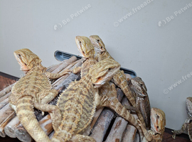 Baby bearded dragons