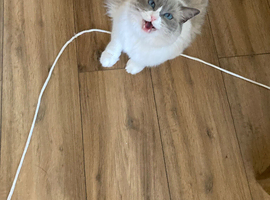3 year old rag doll