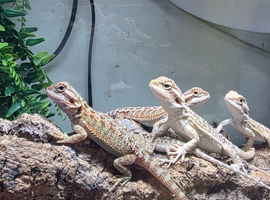 Baby bearded dragons