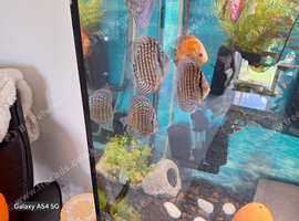 Large discus sold as 1 or upto 5