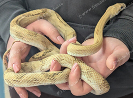 Blonde Pesco rat snake