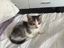 1 kittens available