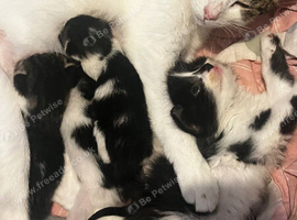 1 kitten left out of 8