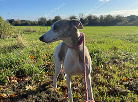 Gorgeous Female Whippet