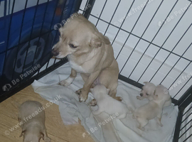 4 chihuahua pups