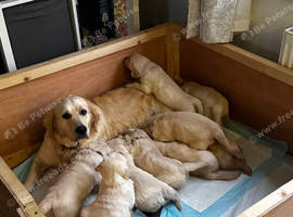 Beautiful Pure-Bred Golden Retriever Puppies &ndash; KC Registered Parents