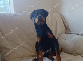 Rottweiler girl