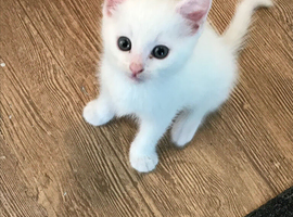 Last boy kitten