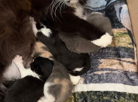 Kittens for sale