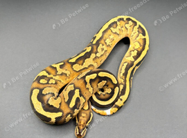 Fire Yb DH Sunset Clown 50% Het Pied