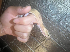 Stunning baby leopard geckos