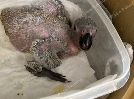 Hand reared African Grey baby Parrot