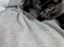 Beautiful kittens looking for their loving new homes!