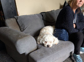 1 year old cavachon