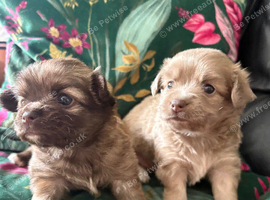 Stunning Pedigree Chihuahua Puppies