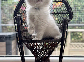 2 Twin mitted tabby boys