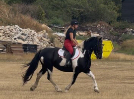 Beautiful 15.1h 11 year old alrounder