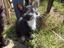 Two kittens  for sale