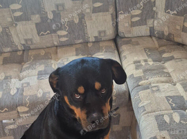 Rottweiler to be rehomed