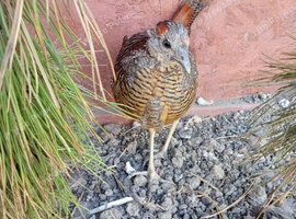 Golden pheasant this year's hatch 1 male left