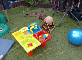 Tabby cat
