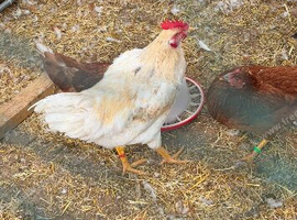 Male rooster 3-4 months old