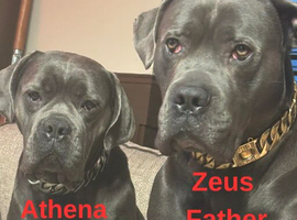 Beautiful Cane Corsos for sale.