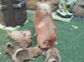 Fox face Pomeranian for sale