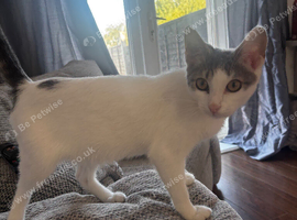 5 month old kitten