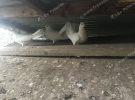 White Fantail pigeons