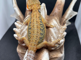 Baby bearded dragons ready