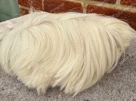 Peruvian sows x2