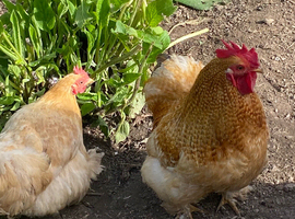 Pekin Bantam cockerels in need of new homes