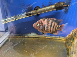 American hybrid cichlid