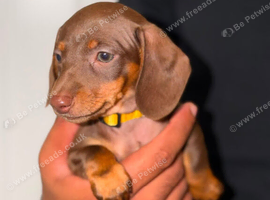 Miniature dachshund puppy