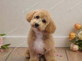 Poochon looking for a loving home